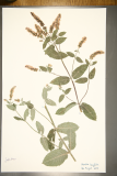 Mentha longifolia RCPGdnHerbarium (21).JPG